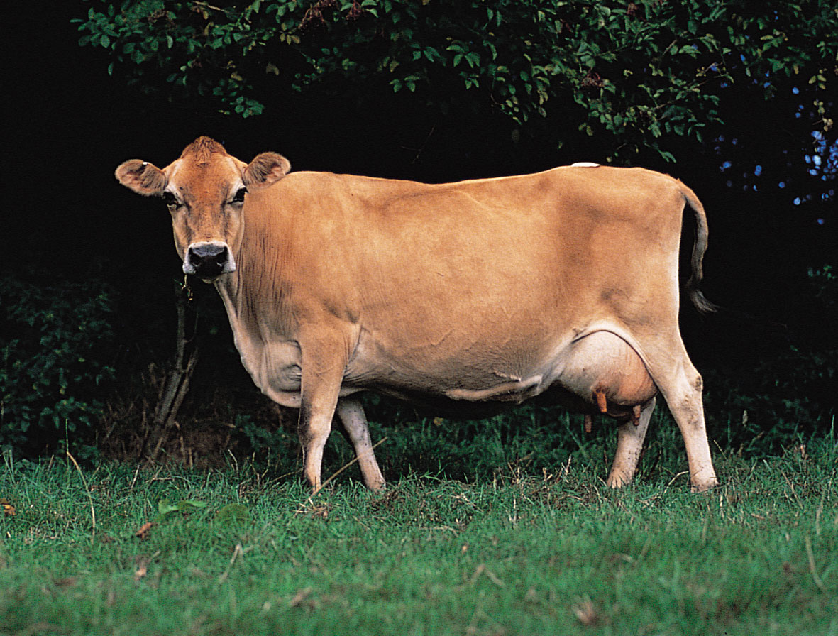 photo of Jersey-cow