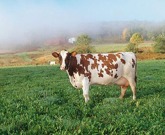 photo of Ayrshire