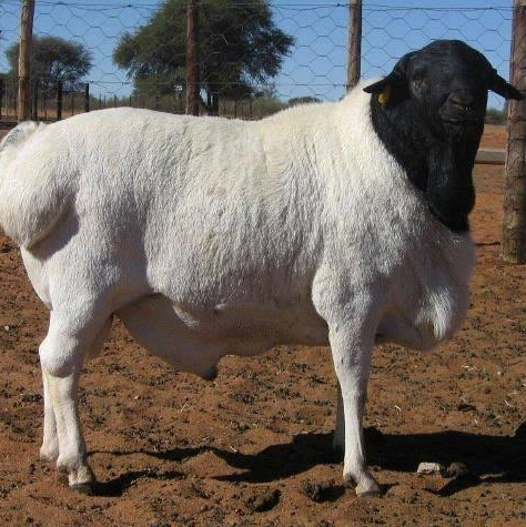 photo of somali sheep